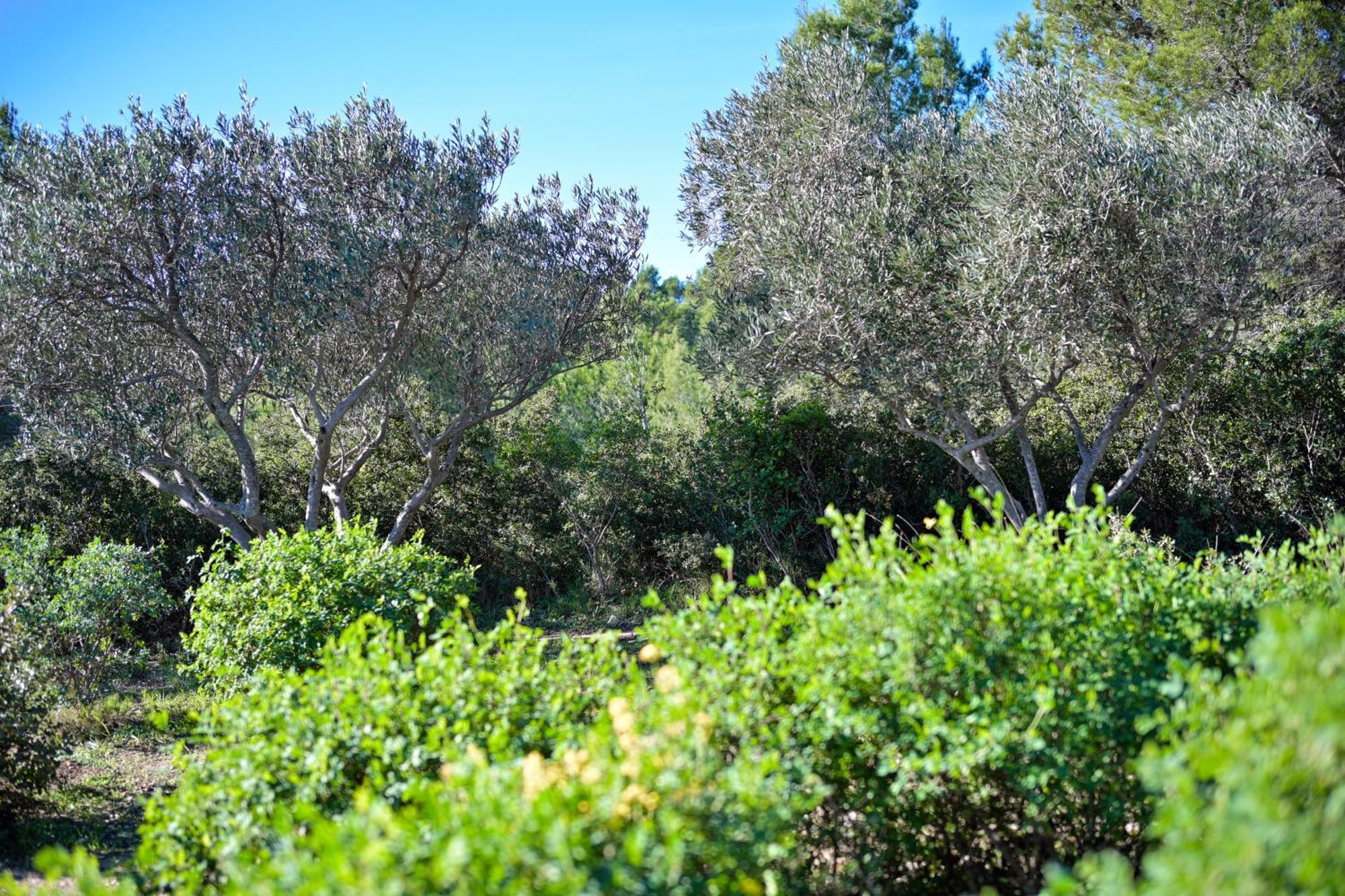 Les Garrigues De La Vallee Des Baux Paradou Ngoại thất bức ảnh